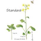 Wisconsin Fast Plants® Standard Seed, Pack of 200