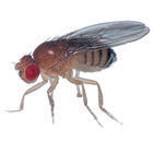 Drosophila, Living, Wild Type, Vial of 25–30