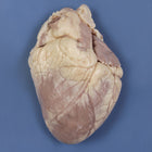 Carolina's Perfect Solution® Sheep Heart, Plain, 1 Per Bag